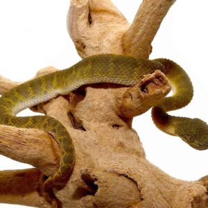 Green Squamigera Bush Viper For Sale