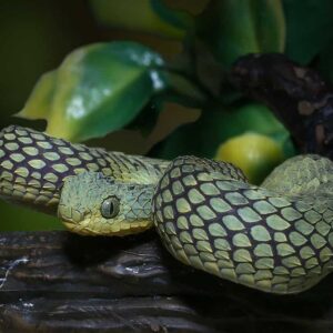 Green Squamigera Bush Viper For Sale