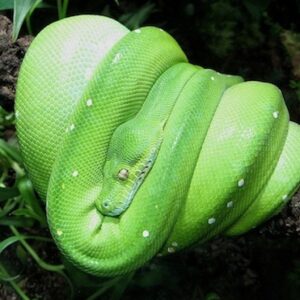 Green Tree Python for Sale