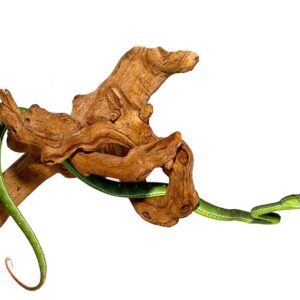 Hagenis Pit Viper For Sale For Sale