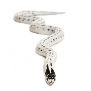 High White California King Snake for Sale