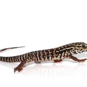 High White Red Tegu For Sale