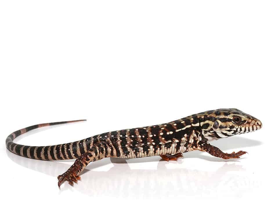 High White Red Tegu For Sale