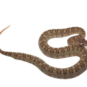 Horned Pit Viper Pair For Sale