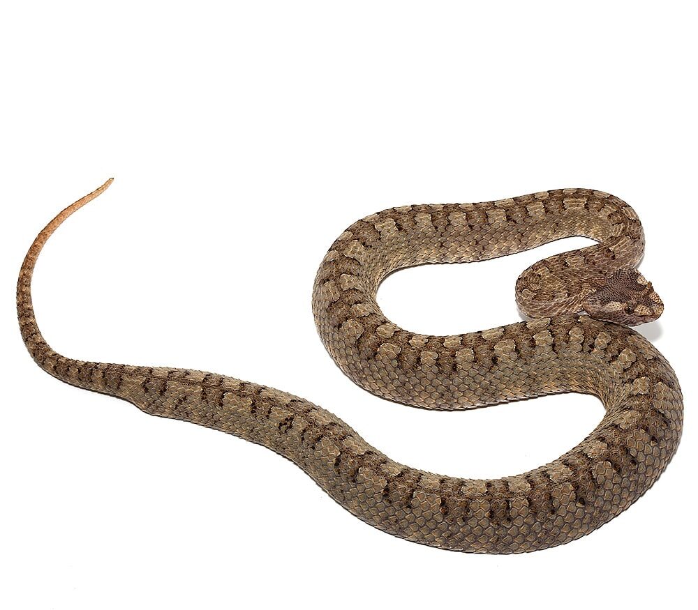 Horned Pit Viper Pair For Sale