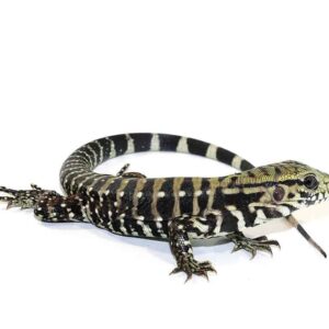 Ice Tegu 100 % Het Albino For Sale