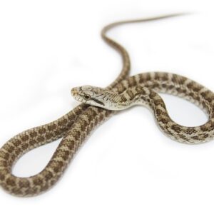 Japanese Kunishiri Rat Snake for Sale