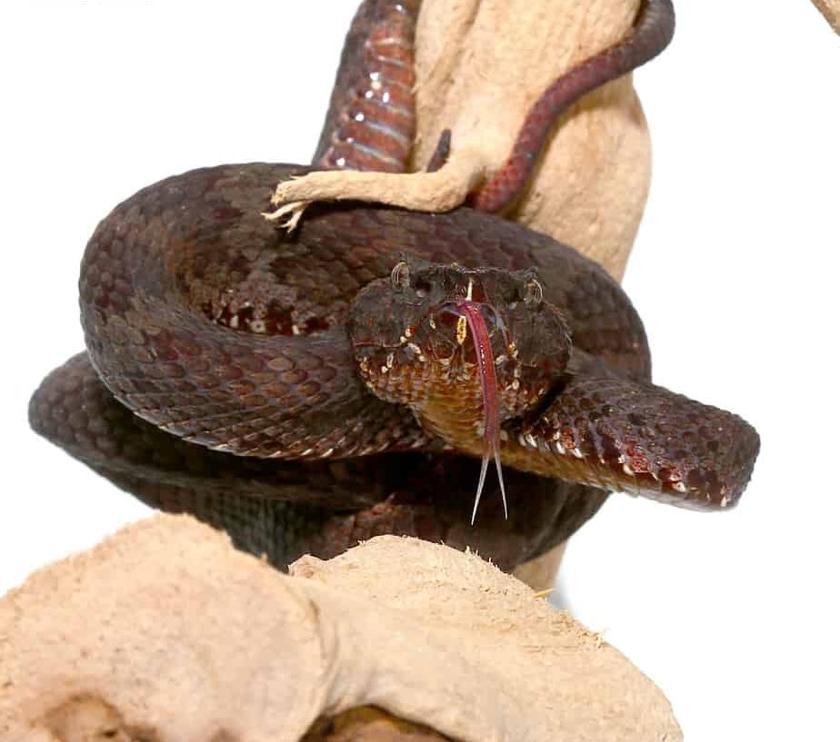 Javan Flat Nose Pit Viper For Sale