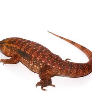 Juvenile Argentine Red Tegu For Sale