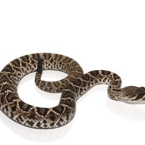 Juvenile Eastern Diamondback Rattlesnake For Sale