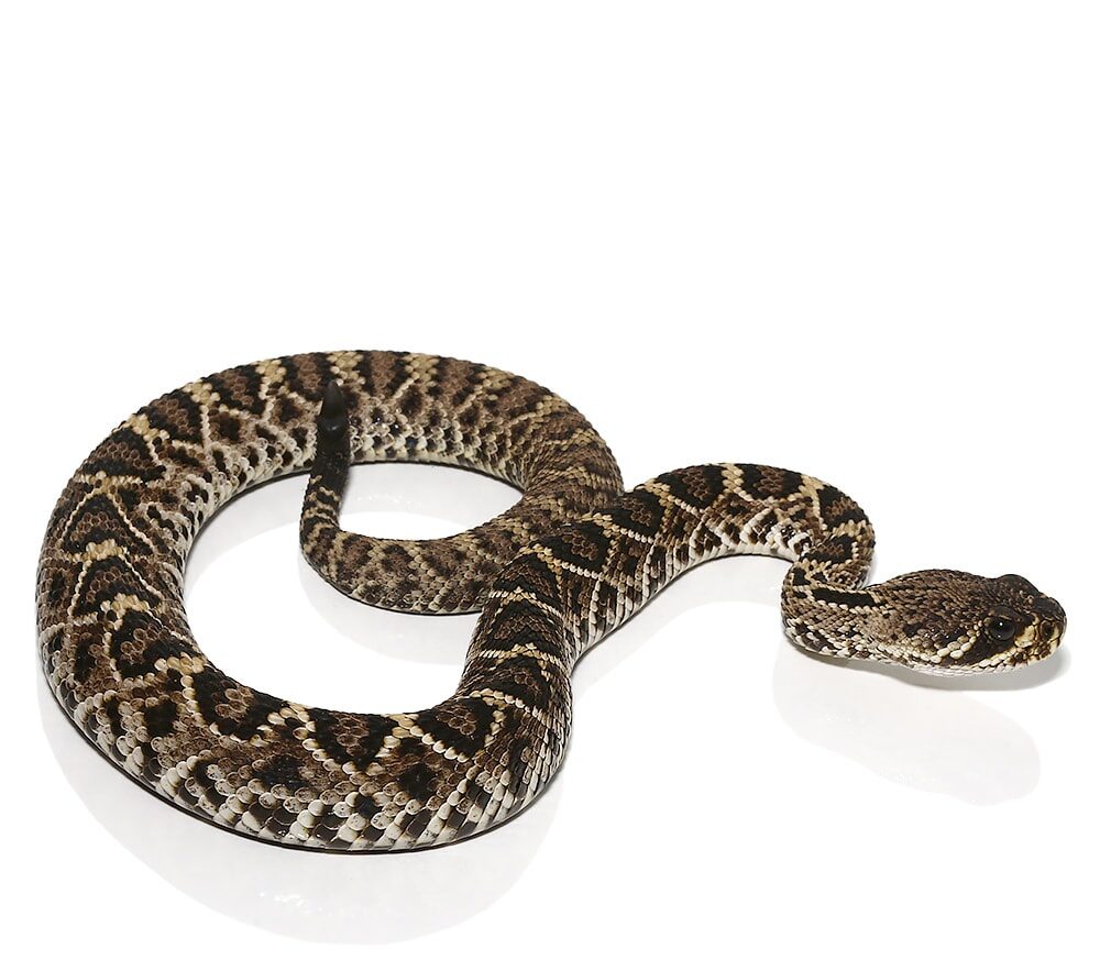 Juvenile Eastern Diamondback Rattlesnake For Sale