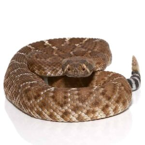 Juvenile Red Rattlesnake For Sale
