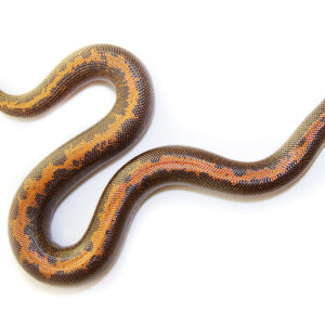 Kenyan Sand Boa for Sale
