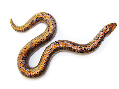 Kenyan Sand Boa for Sale