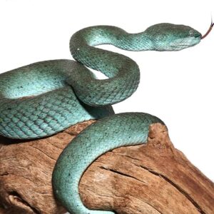 Komodo Island Pit Viper Proven Breeder For Sale