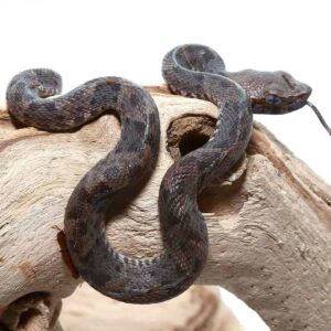 Lancehead Viper For Sale