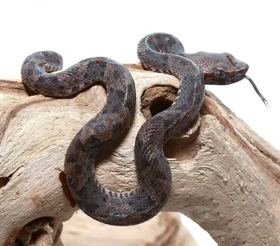 Lancehead Viper For Sale