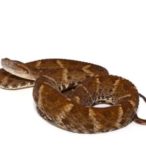 Lancehead Viper For Sale