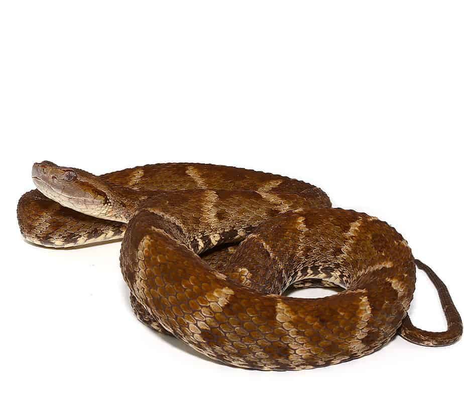 Lancehead Viper For Sale