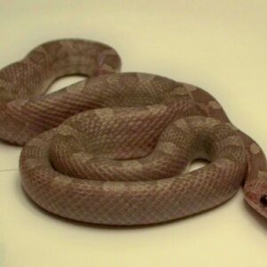 Lavender Blood Red Corn Snake for Sale