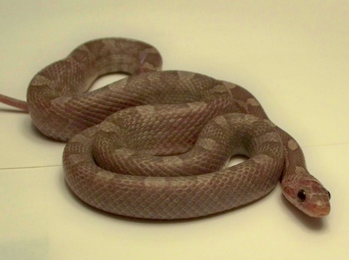 Lavender Blood Red Corn Snake for Sale