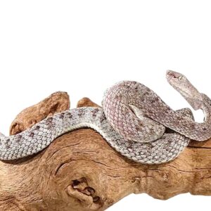 Mcgregor Pit Viper For Sale For Sale