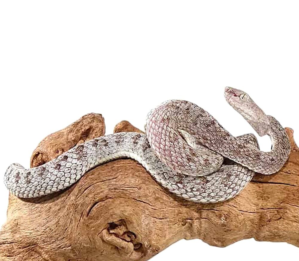 Mcgregor Pit Viper For Sale For Sale