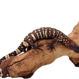 Mexican Beaded Lizard For Sale