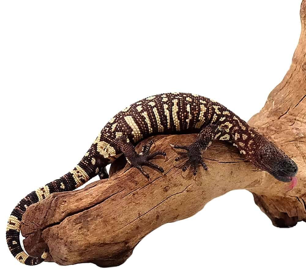 Mexican Beaded Lizard For Sale