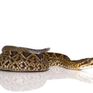Mexican West Coast Rattlesnake For Sale