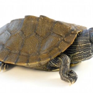 Mississippi Map Turtle for Sale