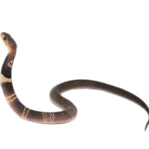 Monocled Cobra Double Het Albino Suphan For Sale