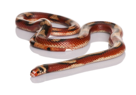 Nelsons Milk Snake for Sale