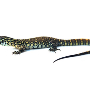 Nile Monitor for Sale