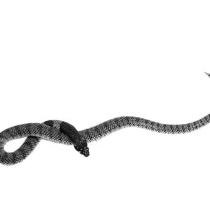 Nimibian Coral Cobra For Sale