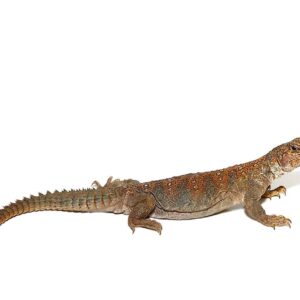 Ocellated Uromastyx for Sale