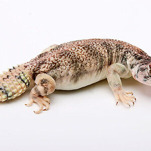 Omani Uromastyx for Sale