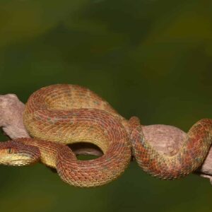 Orange Habanero Squamigera Bush Viper For Sale