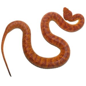 Orange With Red Stripes Squamigera Bush Viper For Sale