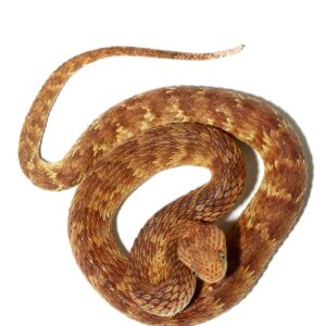 Orange with Tan Stripe Squamigera Bush Viper For Sale