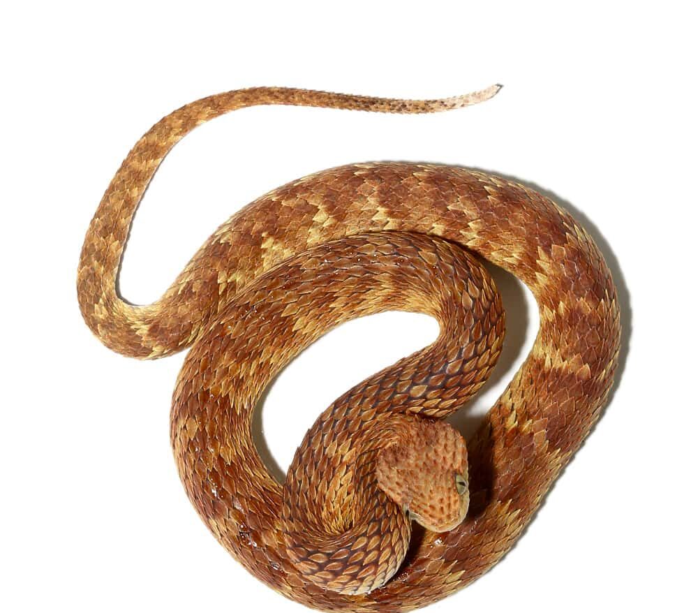 Orange with Tan Stripe Squamigera Bush Viper For Sale