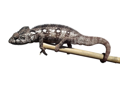 Desert Side Striped Chameleon for Sale