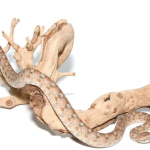 Palestine Saw Scale Viper For Sale