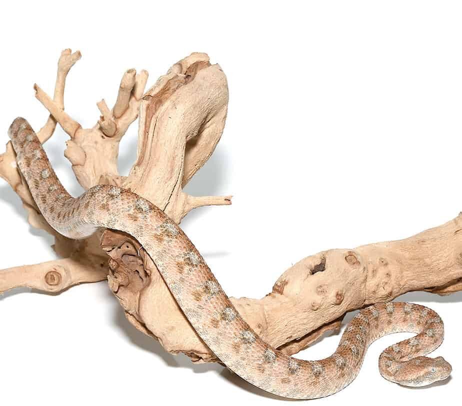 Palestine Saw Scale Viper For Sale