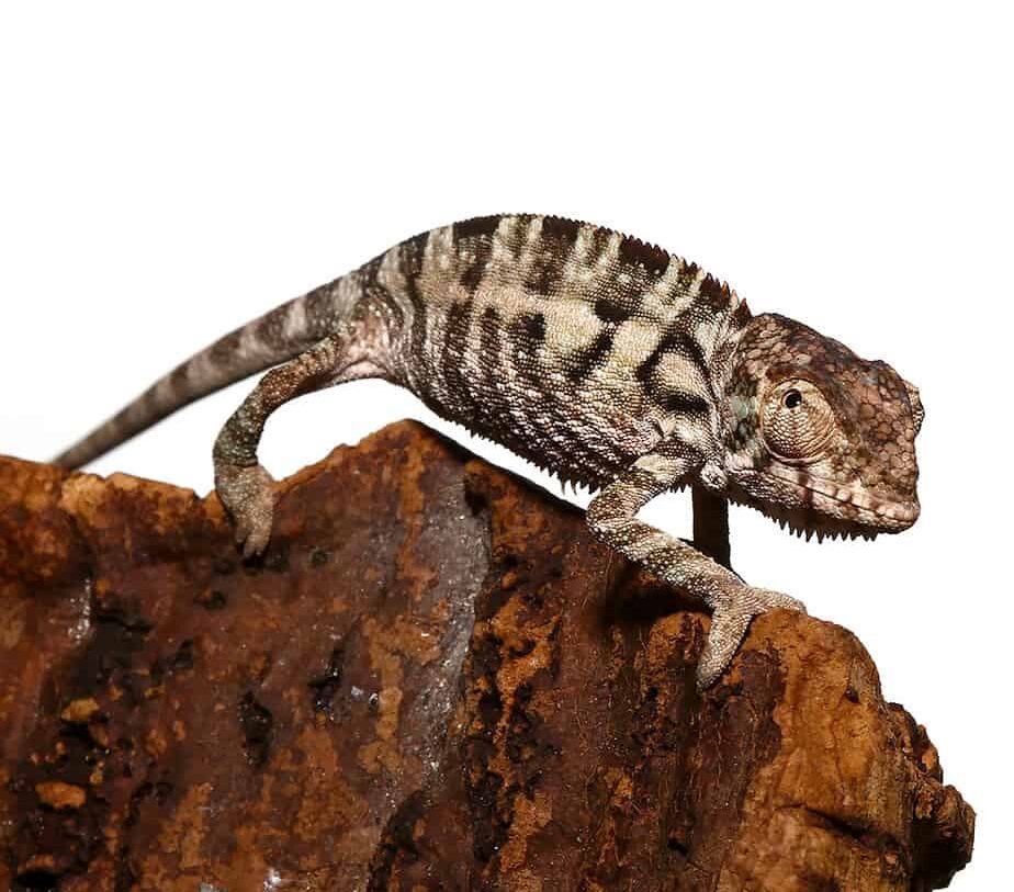 Panther Chameleon for Sale