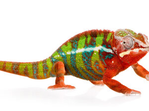 Ambilobe Panther Chameleon for Sale