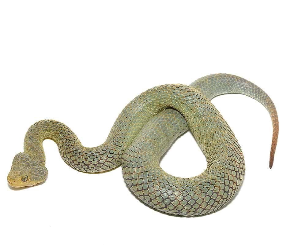 Patternless Green Squamigera Bush Viper For Sale