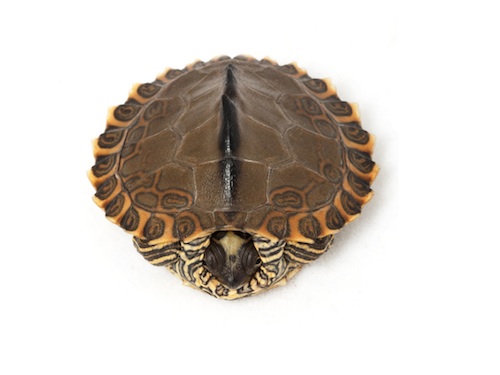 Pearl River Map Turtle for Sale