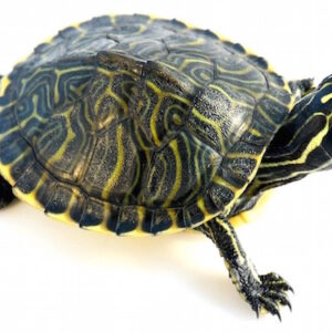 Peninsula Cooter Turtle for Sale