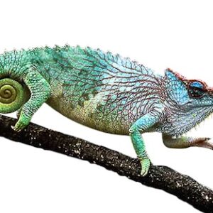 Pfeffers Chameleon for Sale